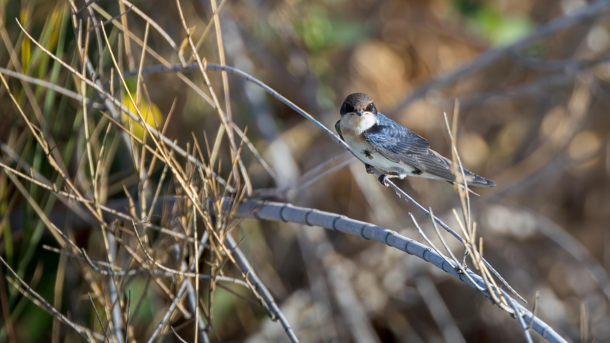 Gray-rumped Swallow - ML646633631