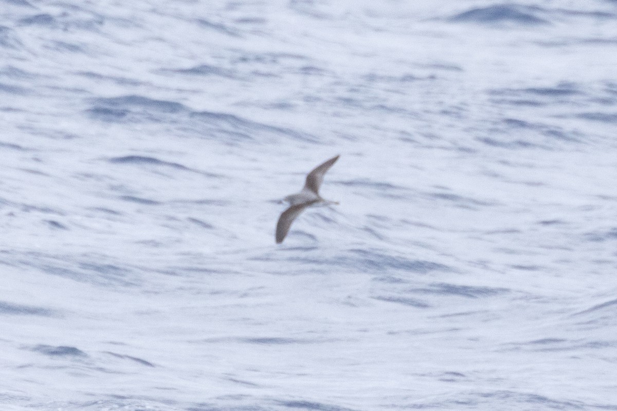 Тайфунник Кука - ML646633632