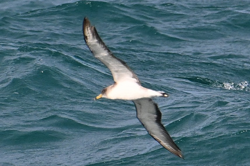 Scopoli's Shearwater - ML646633635