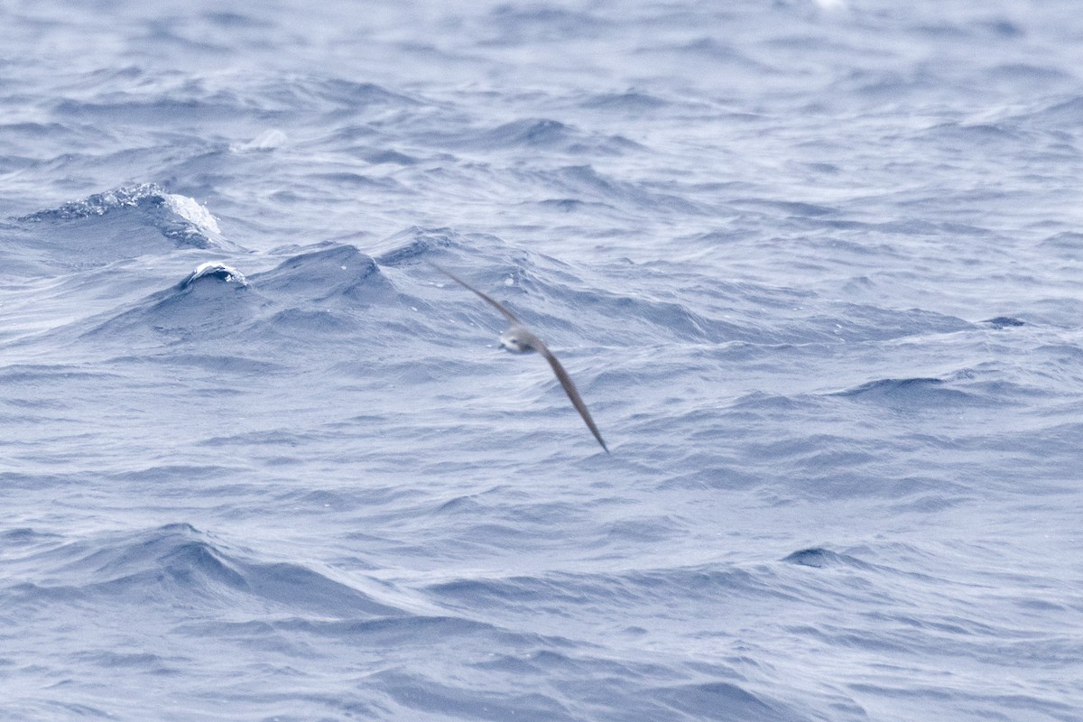 Тайфунник Кука - ML646633636