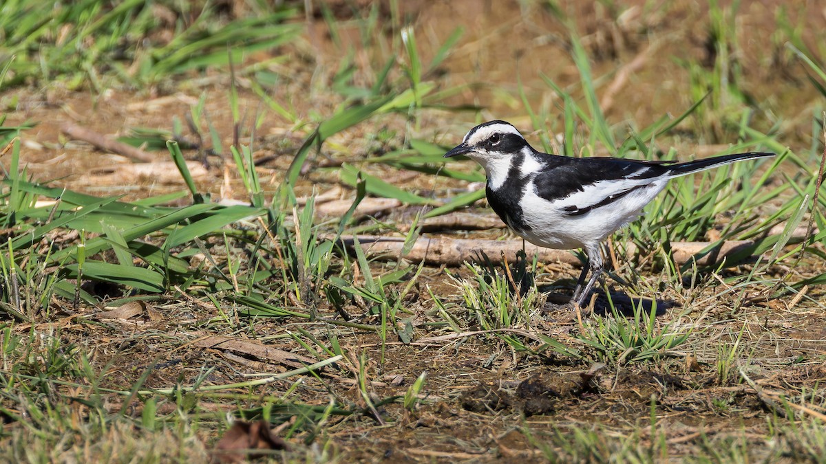 African Pied Wagtail - ML646633639