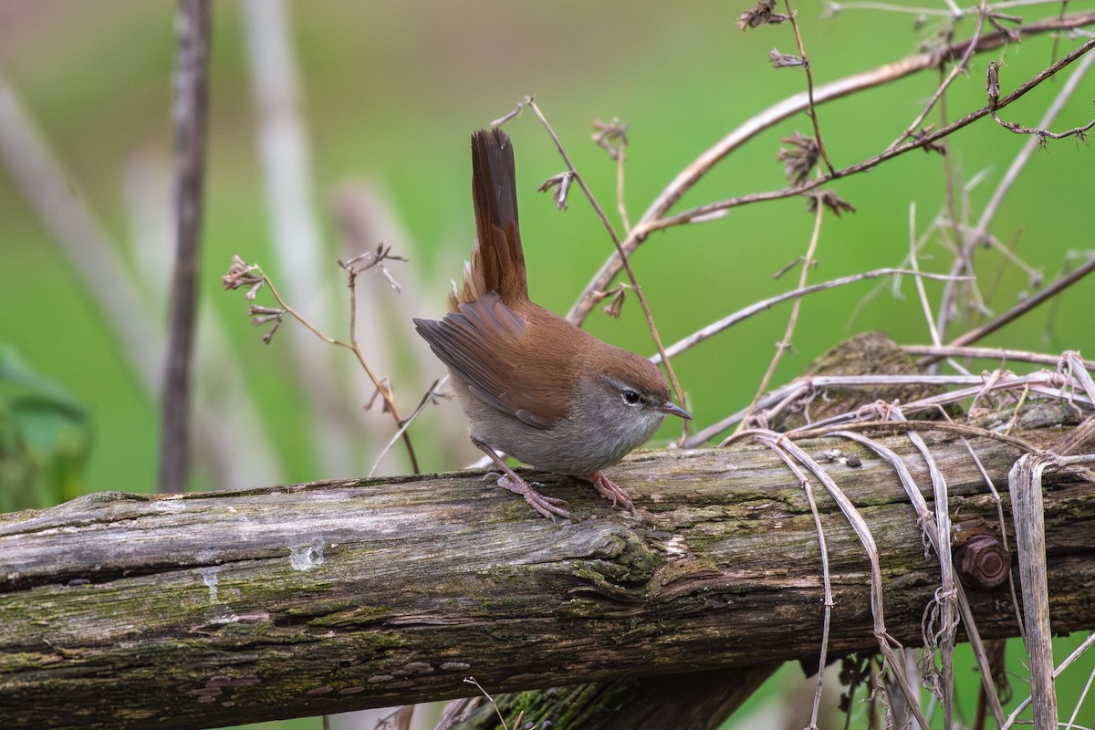 צטיה חלודית - ML646633640
