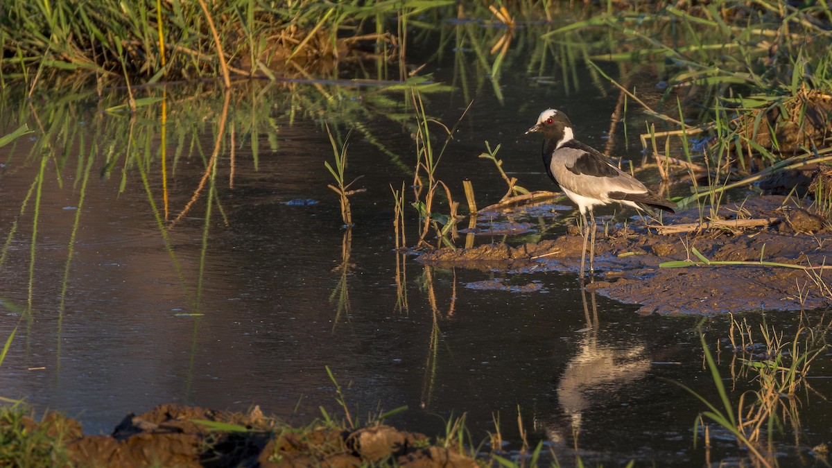 Blacksmith Lapwing - ML646633647