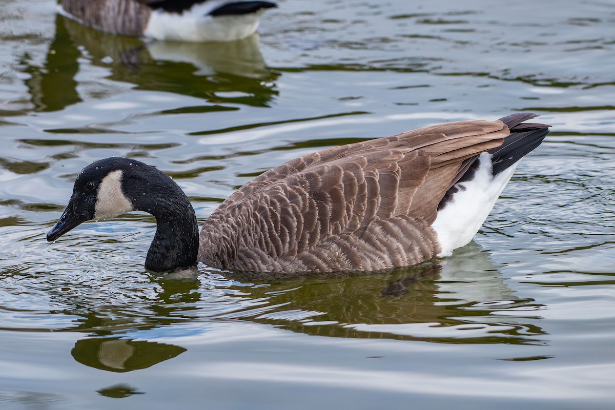 ברנטה קנדית - ML646633655
