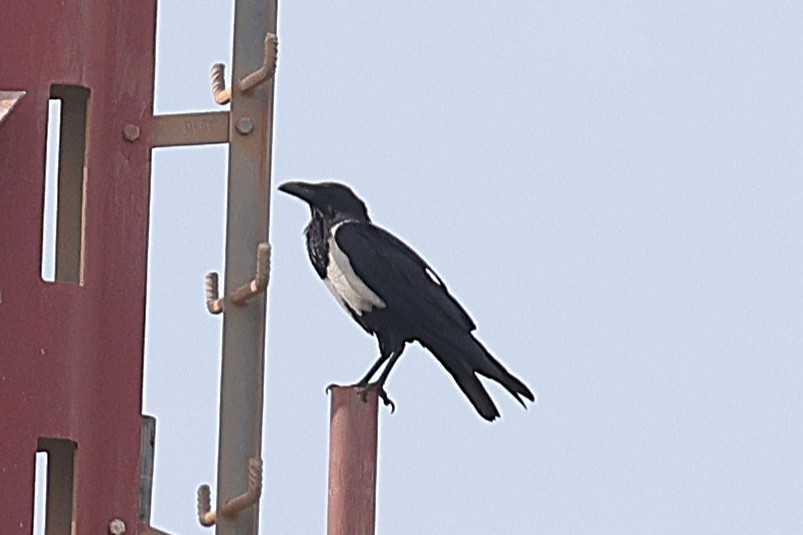 Пегая ворона - ML646633664