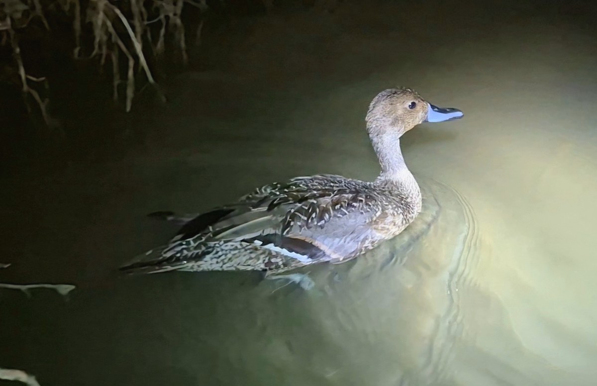 オナガガモ - ML646633665