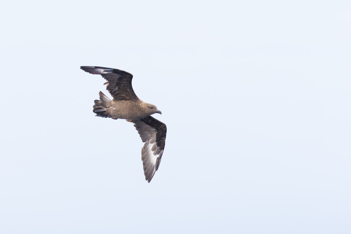 Brown Skua - ML646633668