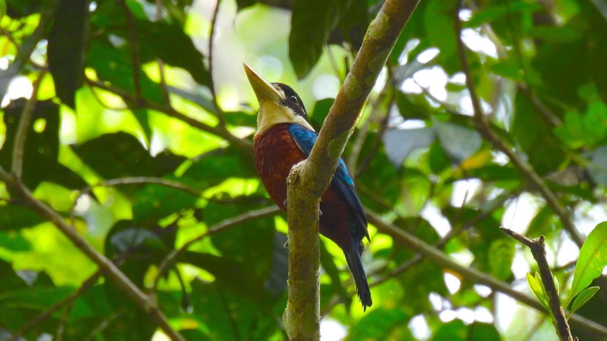 Cucaburra Ventrirrufa - ML646633669