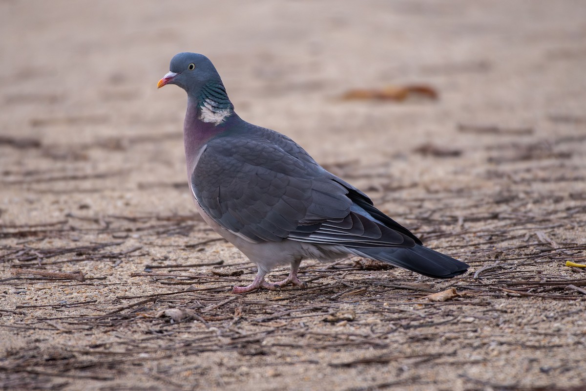 יונת ענק - ML646633670