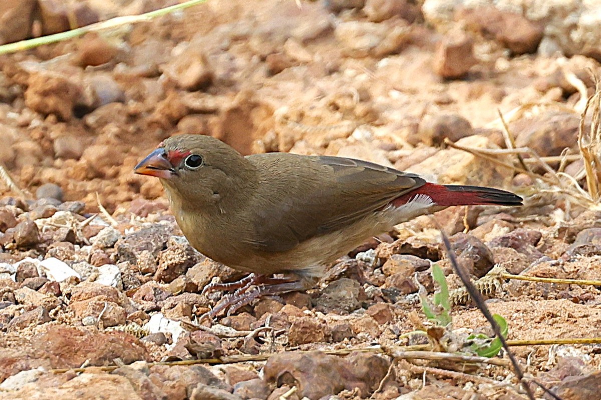 Крошечный амарант - ML646633672