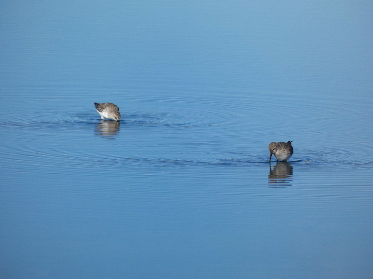 Dunlin - ML646633673