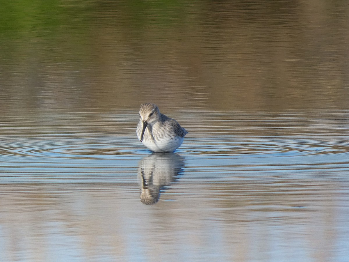 Dunlin - ML646633674