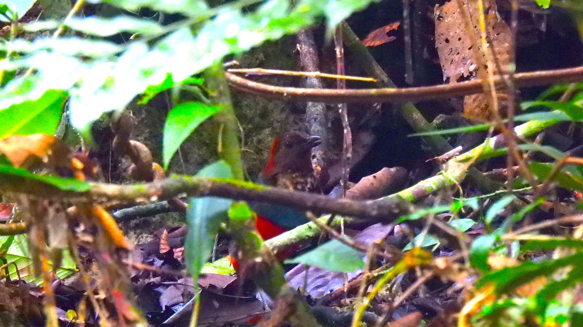 Brève de Macklot - ML646633675