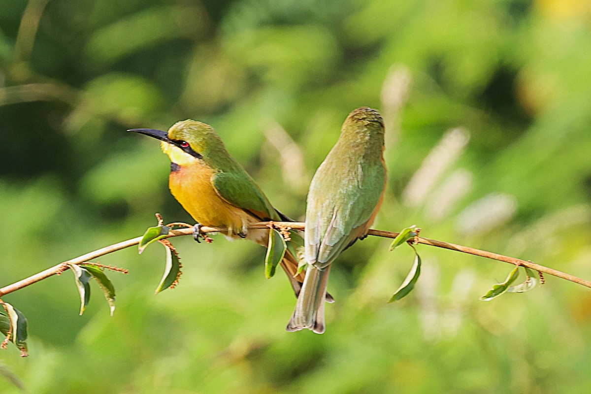 Карликовая щурка - ML646633677