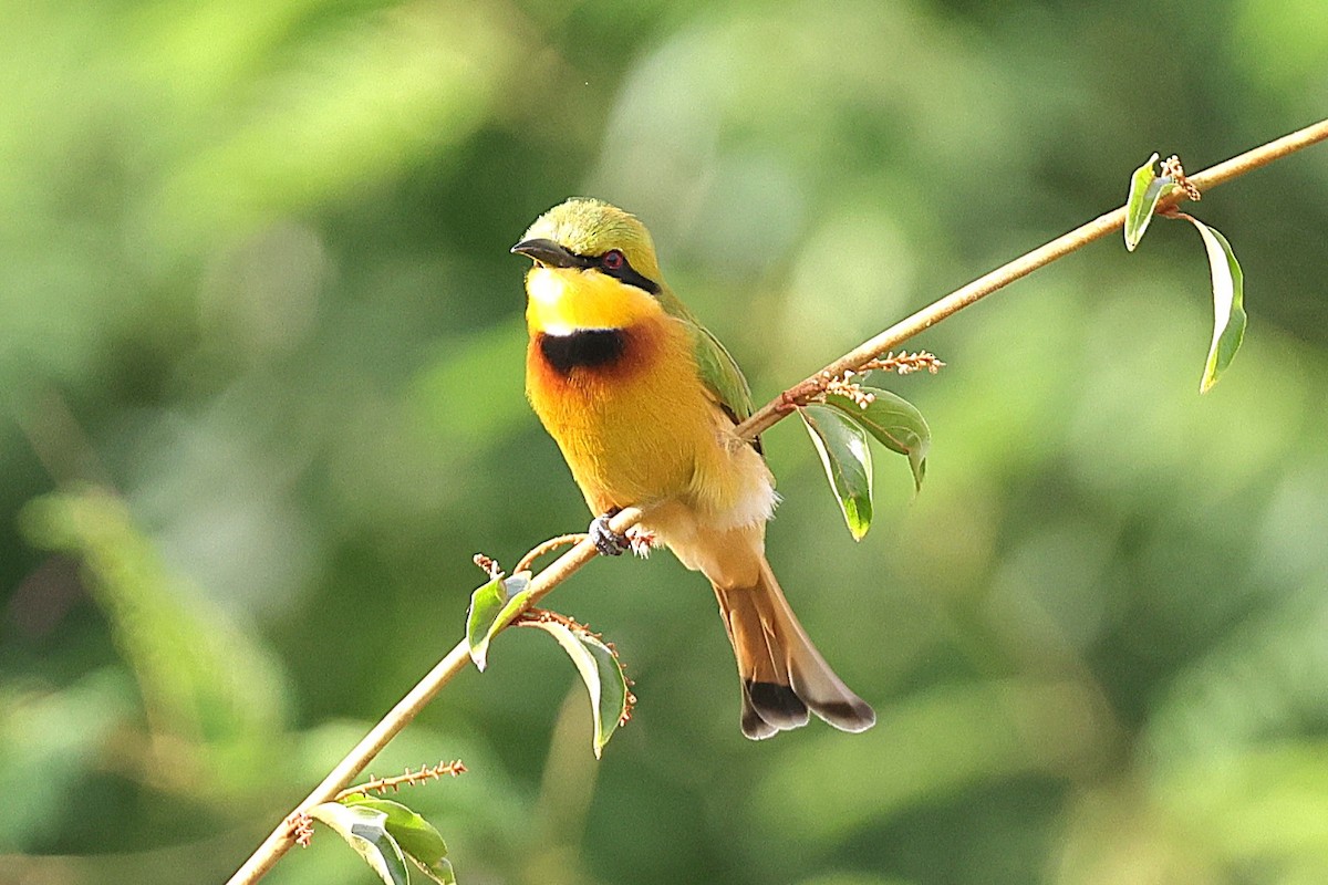 Карликовая щурка - ML646633679