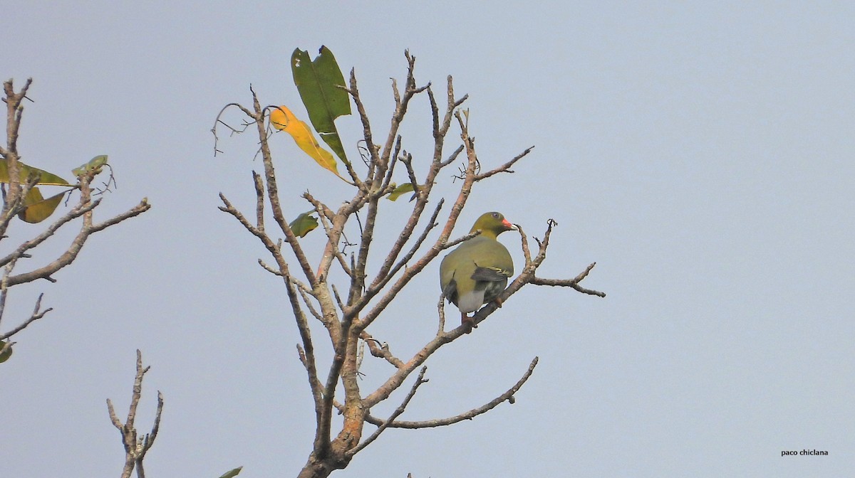 holub africký - ML646633680