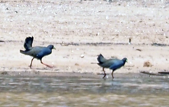 vandresivhøne - ML646633681