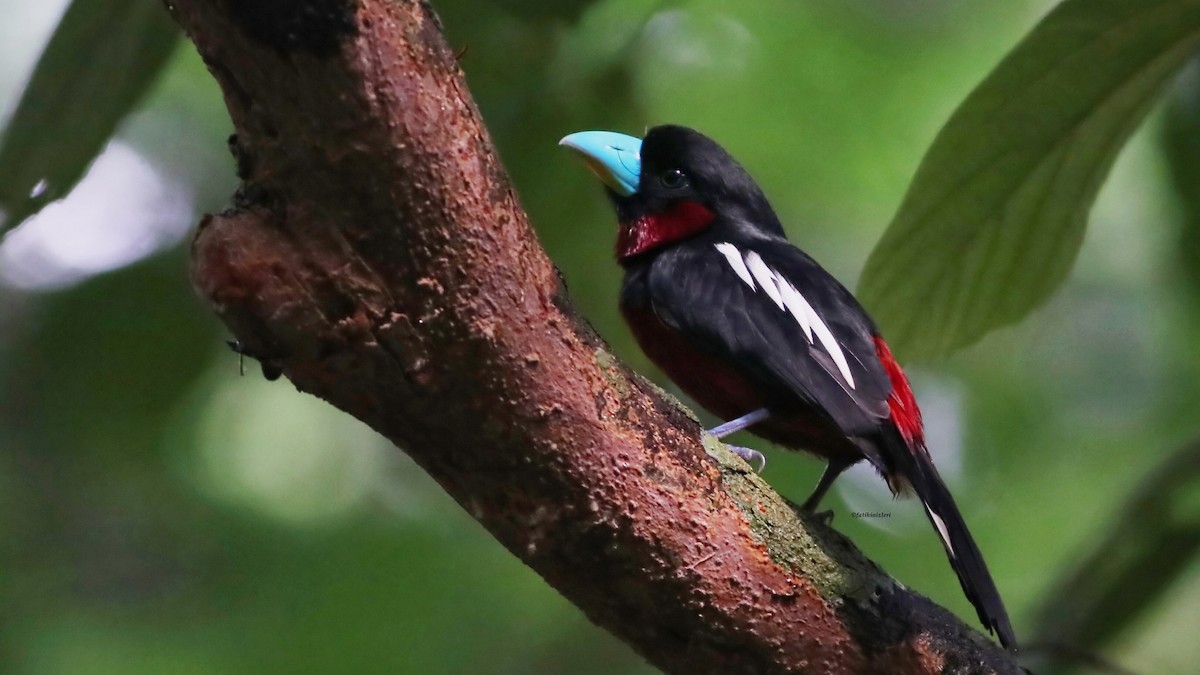 Black-and-red Broadbill - ML646633683
