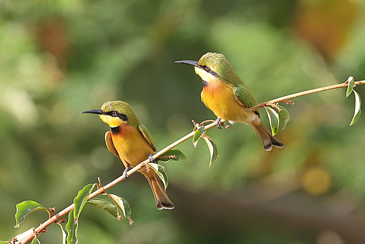 Карликовая щурка - ML646633684