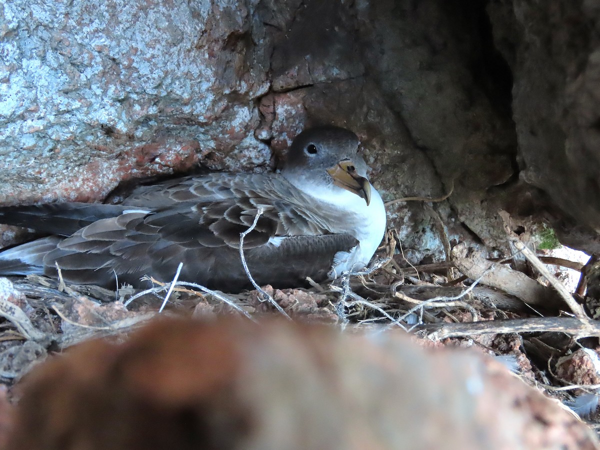 Cory's Shearwater - ML646633685