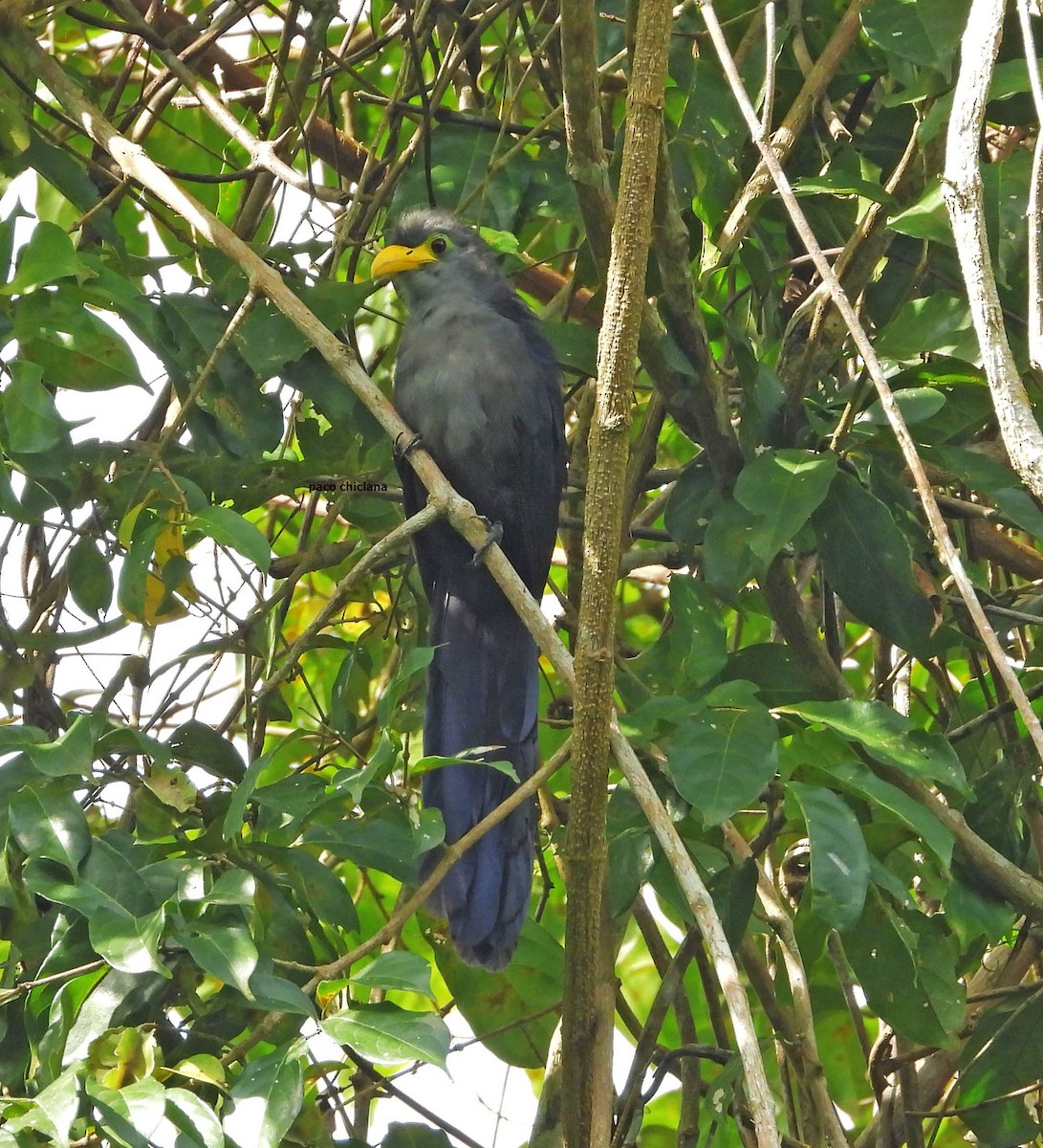 kukačka kovová - ML646633689