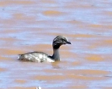 sølvhodedykker - ML646633690