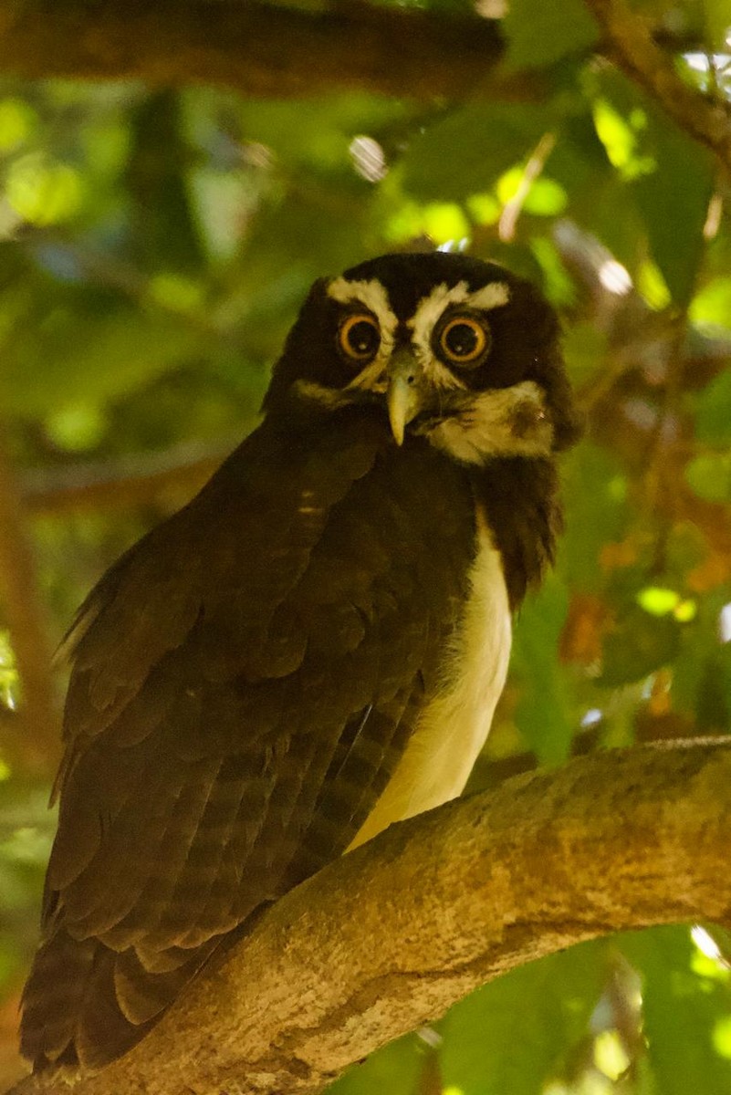 Spectacled Owl - ML646633692