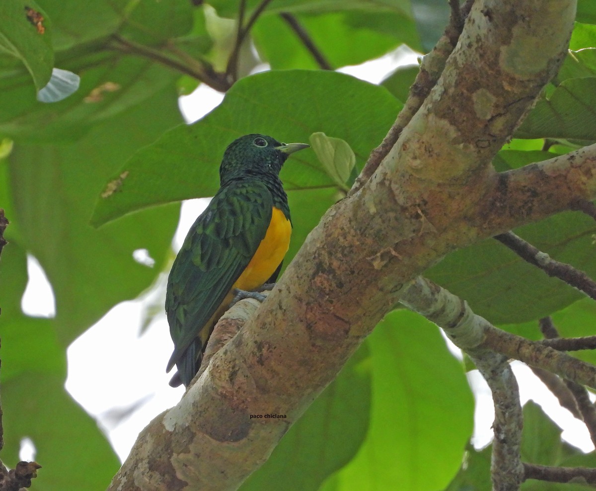 kukačka žlutobřichá - ML646633695