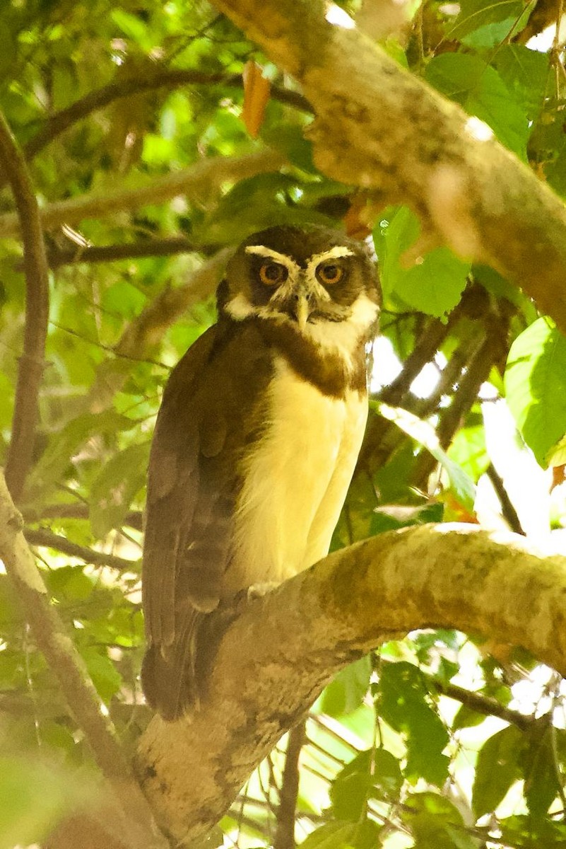 Spectacled Owl - ML646633697