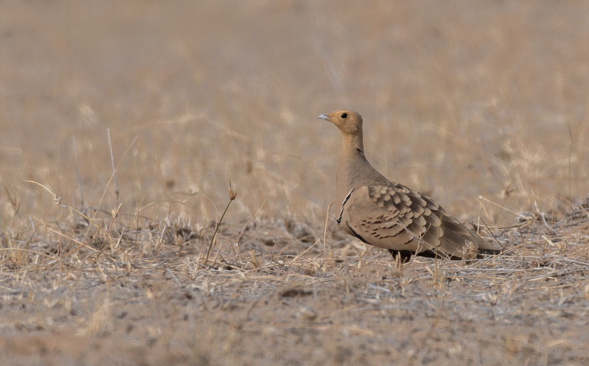 Ganga à ventre brun - ML646633699