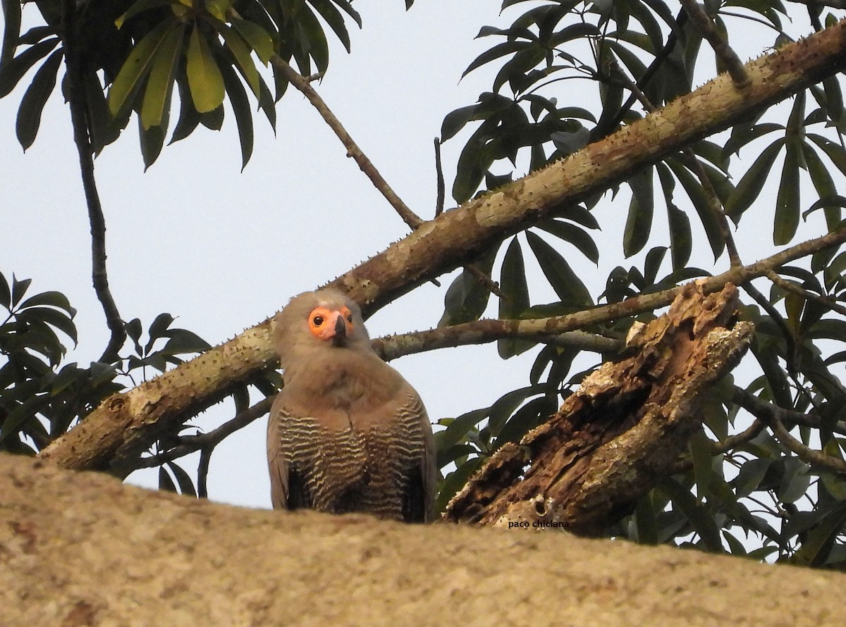 jestřábovec pochopovitý - ML646633701