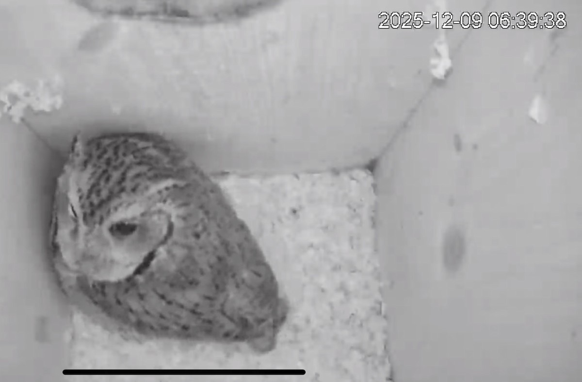 Eastern Screech-Owl (Northern) - ML646633704