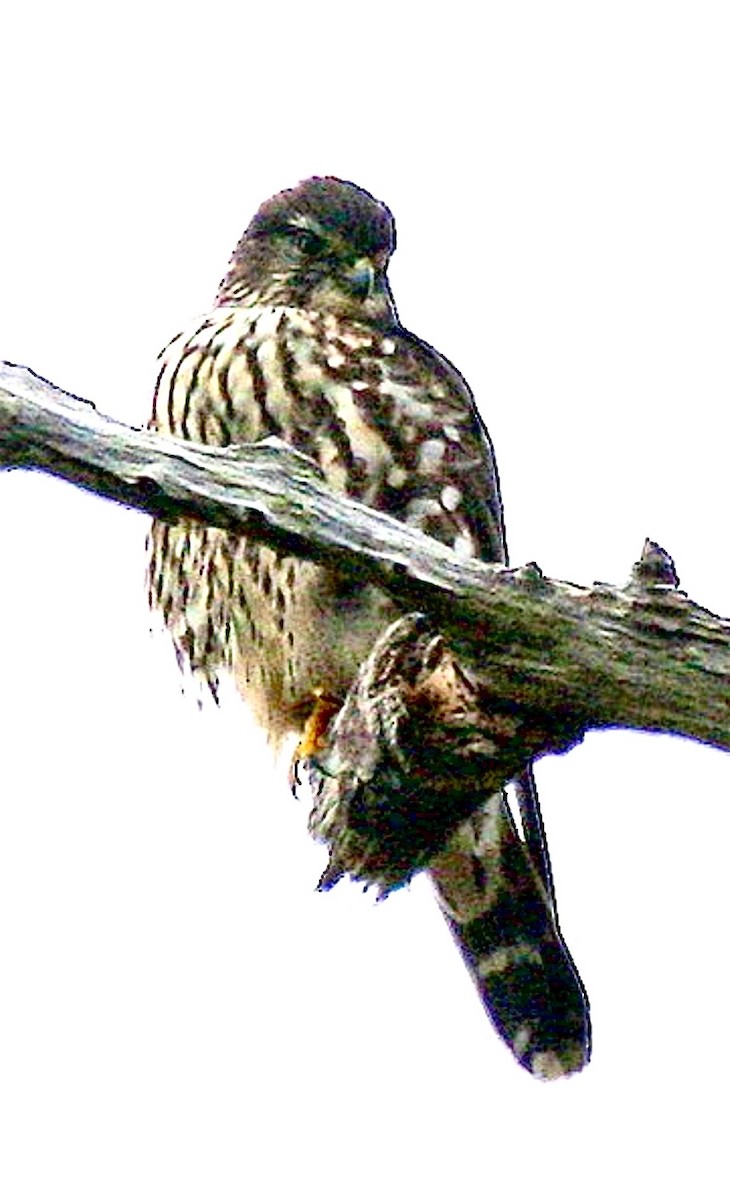 Merlin - ML646633705