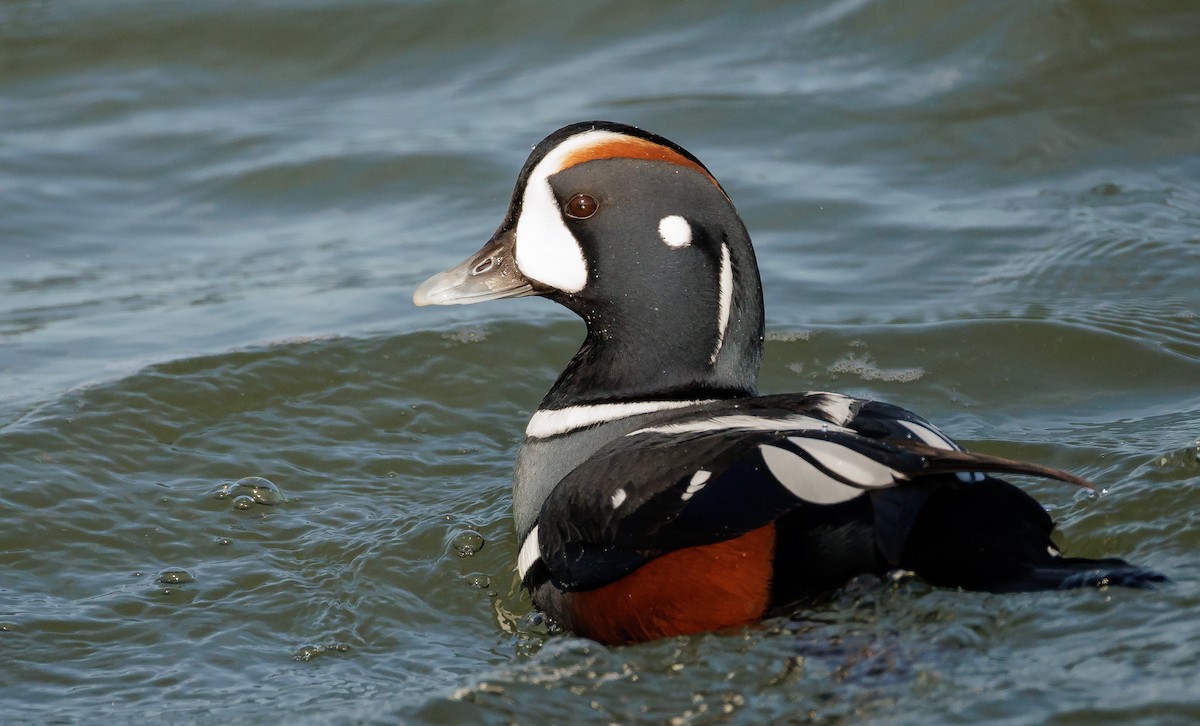 Harlequin Duck - ML646633708