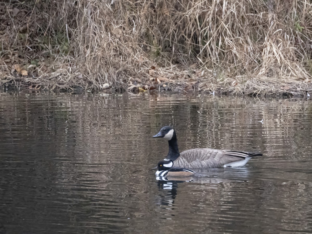 Крех жовтоокий - ML646633710