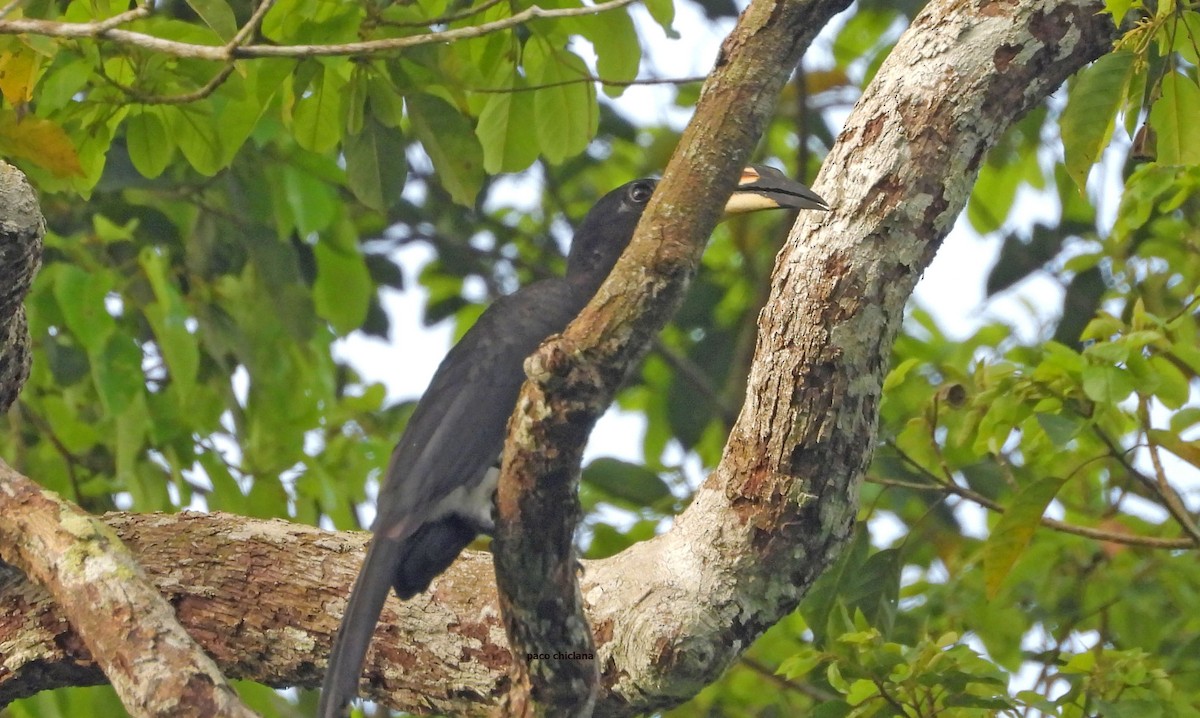 zoborožec guinejský - ML646633711