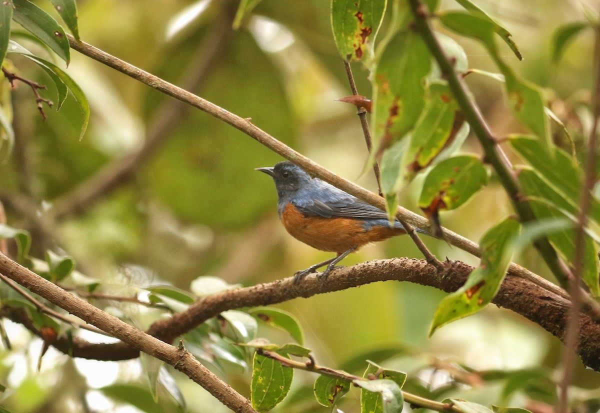 blåryggkjeglenebb - ML646633713