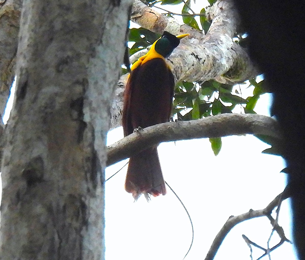 Red Bird-of-Paradise - ML646633715