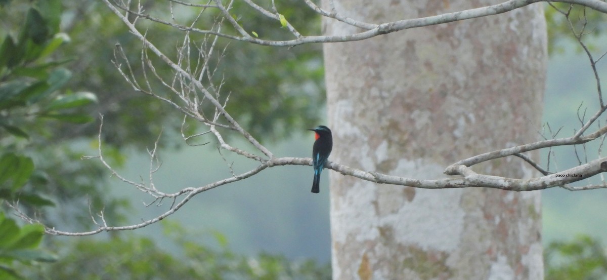 vlha sametová - ML646633716