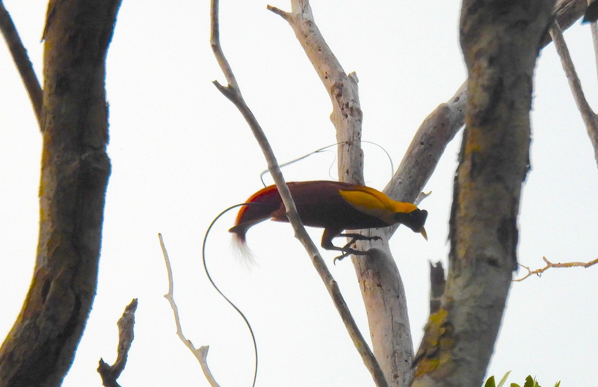 Red Bird-of-Paradise - ML646633718