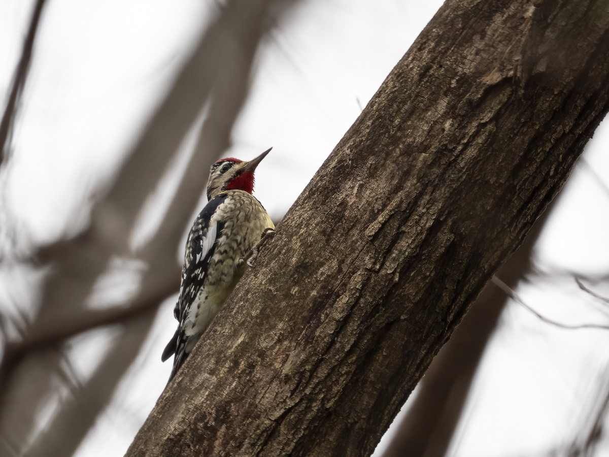 Дятел-смоктун жовточеревий - ML646633721