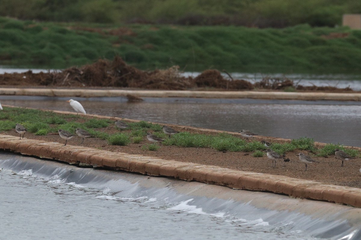 חופזי מנומר - ML646633722