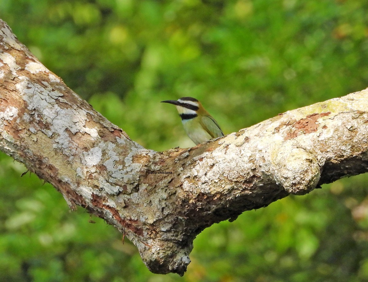 vlha bělohrdlá - ML646633724