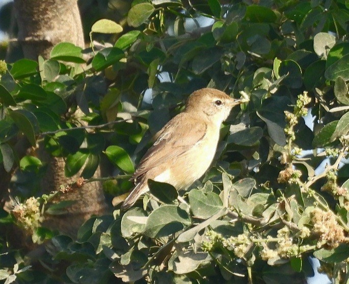 Booted Warbler - ML646633725