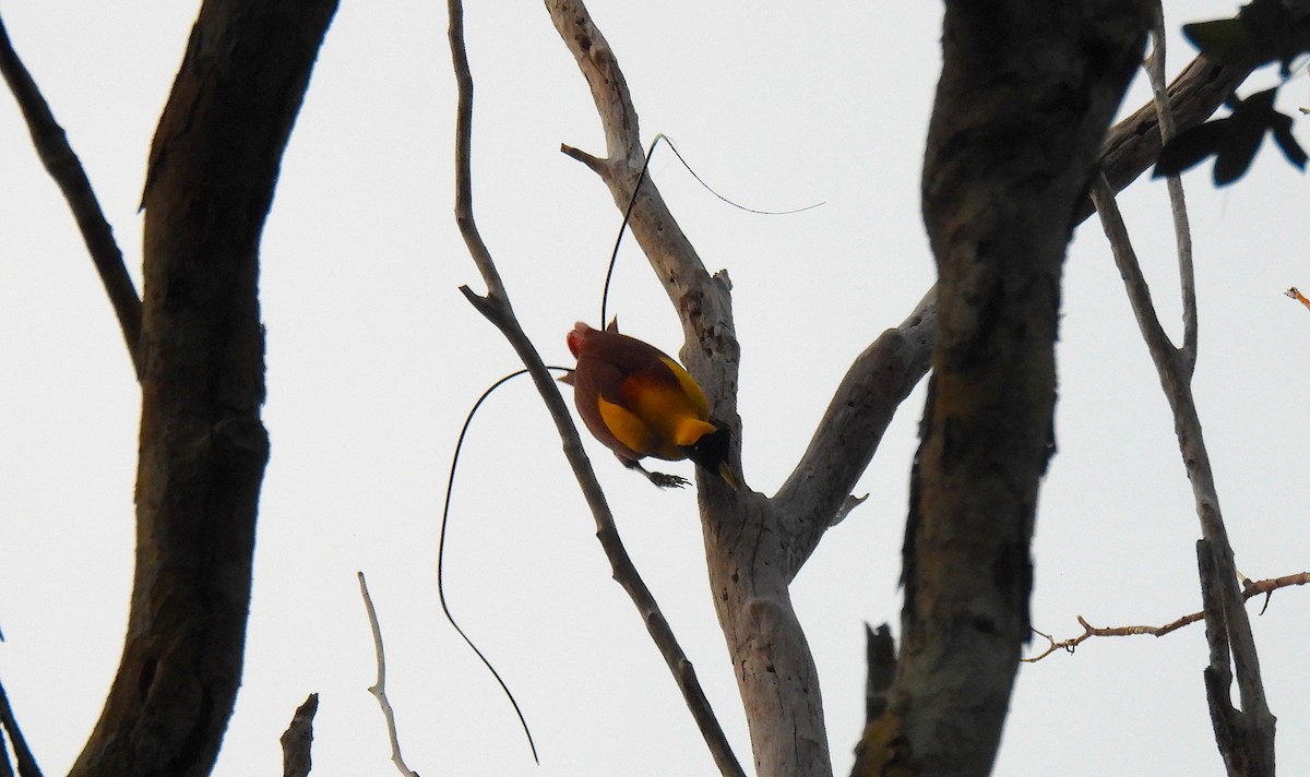Red Bird-of-Paradise - ML646633726