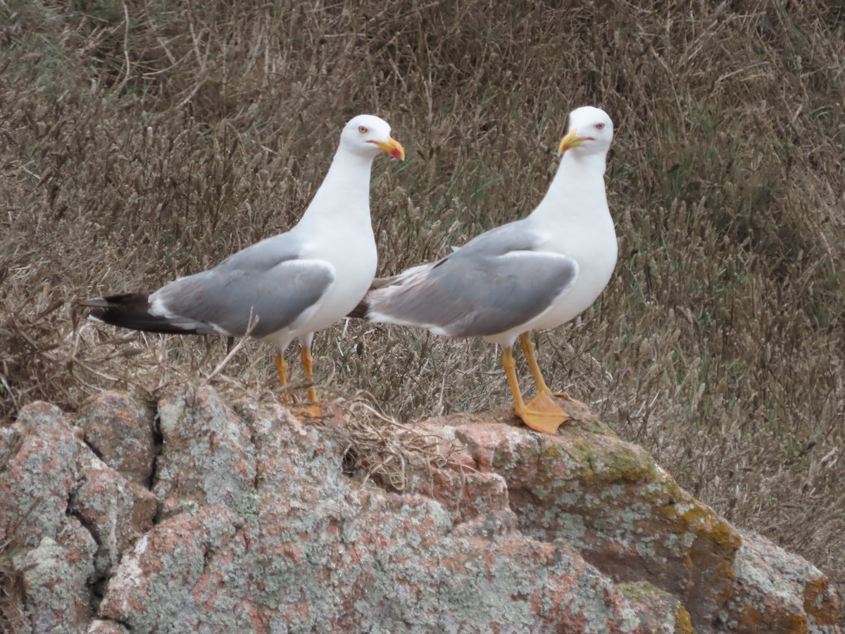 Yellow-legged Gull - ML646633728