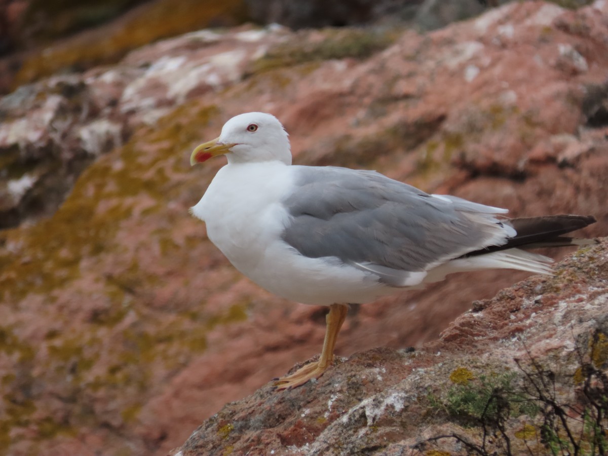 Yellow-legged Gull - ML646633729