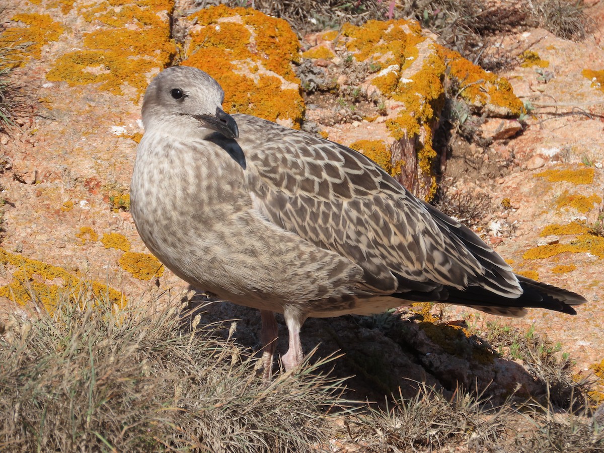 Yellow-legged Gull - ML646633730