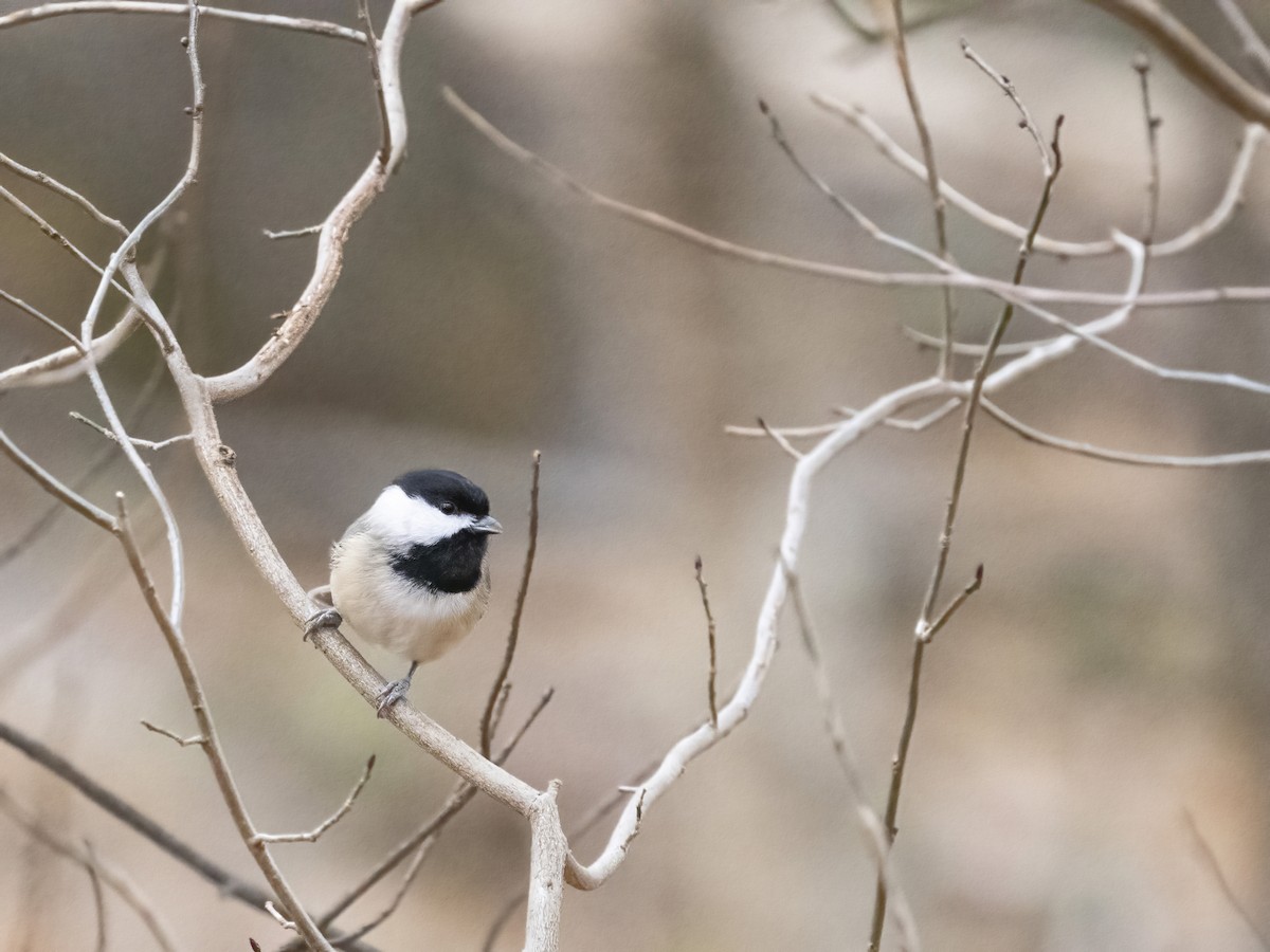 Гаїчка каролінська - ML646633731