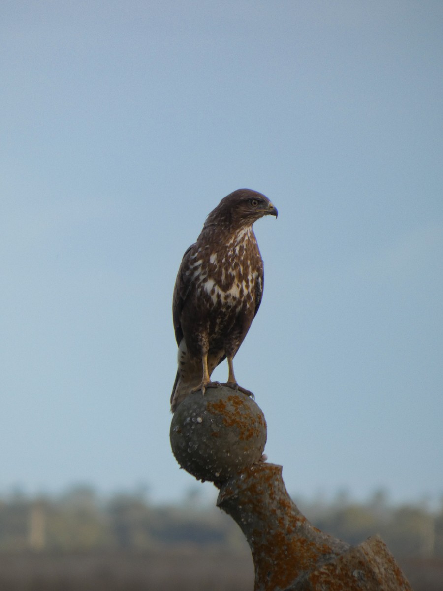 Common Buzzard - ML646633733
